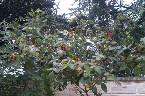 Test HTC Desire C : photo prise avec le smartphone